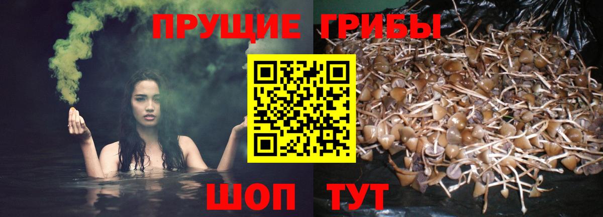 Псилоцибиновые грибы Psilocybine cubensis Хабаровск